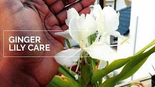 Fragrant gardening  Hedychium Coronarium  Ginger Lily care  Pakhila Phul in Assamese [upl. by Llenrad]