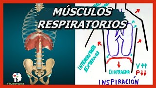 Músculos Respiratorios  Mecánica de la Ventilación [upl. by Aisyle]