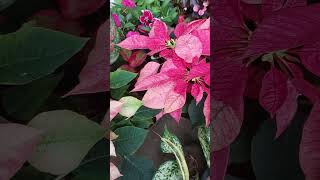 Poinsettia😍 plant plants gardennaturetrending Poinsettiaflowerflowersshorts [upl. by Alegna]