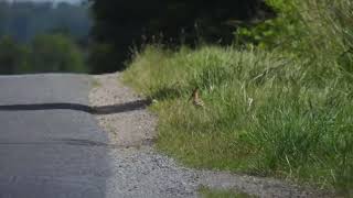 Hop Eurasian Hoopoe Upupa epops [upl. by Morlee]