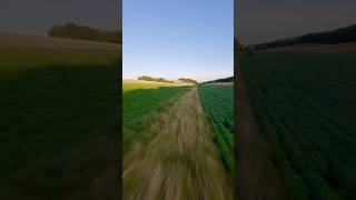 Gliding over the fields 🚁🌾 fpv [upl. by Jerrilee]