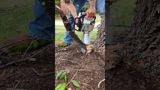 Removing Girdling Root constricting tree treemaintenance treecare treetrimming treework trees [upl. by Eirelam38]