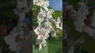 1 Catalpa bignonioides  Катальпа бигнониевидна генератор flowers garden [upl. by Ocirederf]