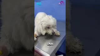 Intoxicación por cipermetrina en perro drnoelmartinez perros consejosveterinarios mascotas [upl. by Saville]