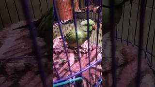 Mitthu parrot is playingparrotlover animals petbird talkingparot funny parroting ringneck [upl. by Geoffrey]