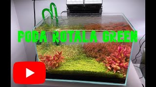 PODA ROTALA GREEN [upl. by Arakal693]