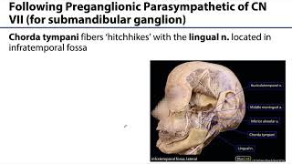 Parotid and Submandibular Triangle LO  Submandibular Gland Innervation [upl. by Afirahs]