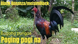 Black BonanzaMelsim black  Bagong pongos  Backyard  Breeder [upl. by Atiruam]