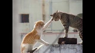 Real Cat Fight  Watch With Sound [upl. by Peyter]