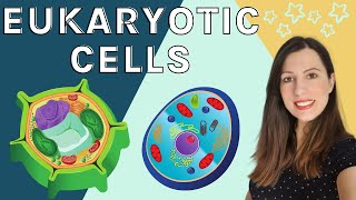 EUKARYOTIC CELLS A level Biology  Structure amp function of the organelles found in eukaryotic cells [upl. by Anetta]