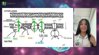 Fosforilación Oxidativa  Universidad cooperativa de Colombia Bioquímica [upl. by Evvy]
