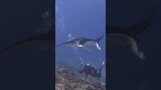 Manta ray hovers at busy cleaning station in the Maldives marinelife scubadiving underwater [upl. by Gabriel]