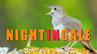 NIGHTINGALE bird singing most beautiful birds sounds Birds chirping in spring Nightingale song [upl. by Jeane690]