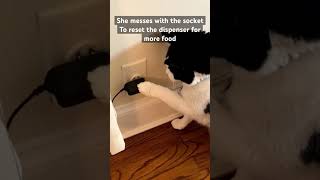 Cat Food Dispenser Hack [upl. by Statis]