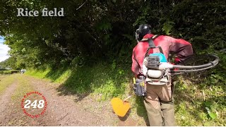 【 Rice Field 】 Grass cutting shindaiwa JPNRK3026PT254cc Chapter248 [upl. by Arlon795]