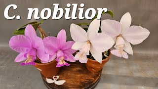 C nobilior concolor Brilliant  SMJOGA [upl. by Eicart]