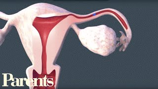 How Do You Get Pregnant Fertility Doctor Explains How To Get Pregnant Naturally Faster [upl. by Meris201]