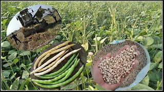 growing and harvesting cowpea blackeyed pea beans [upl. by Hawk]