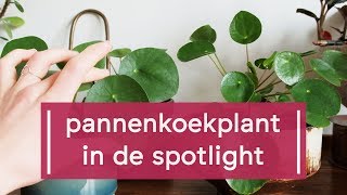 Zo verzorg je de PannenkoekplantPilea peperomioides [upl. by Batista]