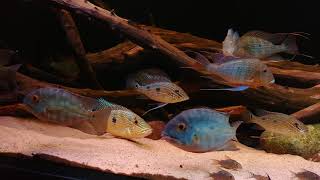 Night blues with Geophagus altifrons satanoperca daemon and hoplarcus psittacus [upl. by Kizzie]