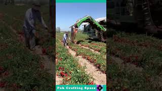 Pak Crafting Space 173 The Process Of Tomato Farming [upl. by Johan]