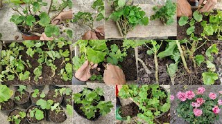 Complete Guide to Caring for Geraniums in November Tips for Growth amp Blooming [upl. by Ocker]