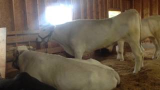 Huge Chianina Oxen at the Fryeburg Fair 2013 [upl. by Curcio576]