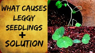 Leggy Seedlings  Tall amp Spindly  Cause amp Solution  Organic Gardening Tips [upl. by Suolevram]