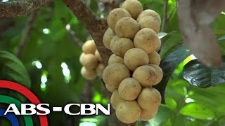 Salamat Dok Lanzones  Cure Mula Sa Nature [upl. by Anica]