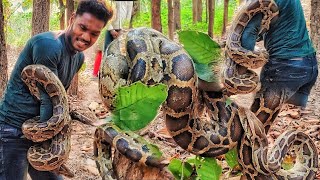 हाथों को तोड़ने में कोई कसर नहीं छोड़ा ये भरी भरकम साप। rock rockpython vishalsnakesaver [upl. by Assenar800]