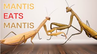 Cannibal praying mantis eats another praying mantis [upl. by Nereil947]