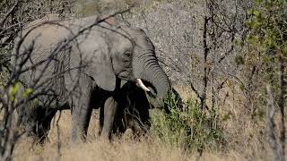 mother elephant protecting baby [upl. by Omari460]