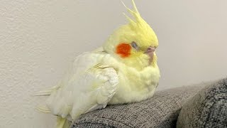 How Much Did My Cockatiel Birds Cost Me [upl. by Cleve]