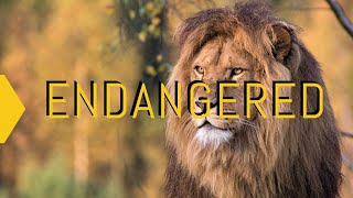 Endangered  A Documentary On Endangered Animals [upl. by Mcgee]