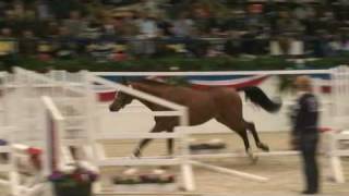 ♂ Chin Champ jumping stallion HOLST by Chin Chin [upl. by Yttak]