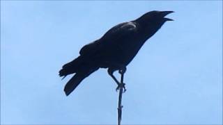 American Crow cawing [upl. by Icnarf]