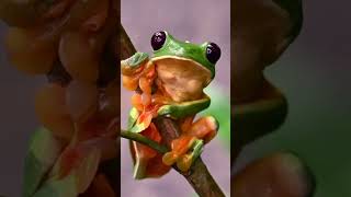 Adorable RedEyed Tree Frog Climbing a Branch 🐸🌿 Wildlife nature [upl. by Anatnom209]