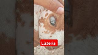 listeria disease goat shorts [upl. by Pond]