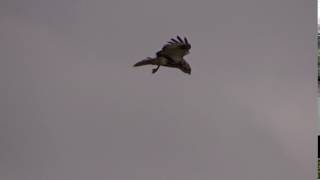 Roofvogels in Nederland Buizerd bidt boven een dijk [upl. by Atteras71]