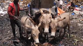 In Mali donkeys put to work picking up Bamakos garbage [upl. by Tail]