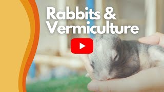 Why You Should Keep Rabbits with Vermiculture  The best combination for sustainability [upl. by Daggna]