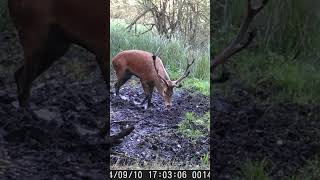 Jeleń 🦌 Rykowisko deer jelenie wildlife hunting trailcam nature bucks bowhunting jelenie [upl. by Colin]