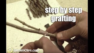 Plant Propagation by Grafting Part 1 step by step [upl. by Schroth]