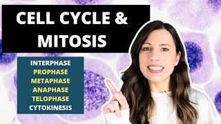 Cell Cycle amp MITOSIS Alevel Biology Prophase Metaphase Anaphase and Telophase [upl. by Jollenta]