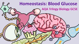 GCSE Science Biology AQA  Homeostasis Control of Blood Glucose [upl. by Albertina574]