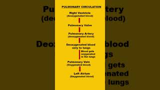 Pulmonary circulation  circulatory system youtubeyoutubeshort [upl. by Nimrak]