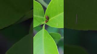 I spotted these caterpillar on my lemon tree butterfly nature lemontree butterfly shorts [upl. by Retsehc903]