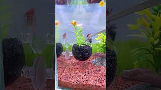 Aquarium feeding cup available at esperar  All India delivery available aquaholic kerala [upl. by Naltiac]