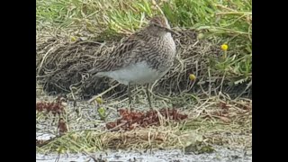 Gestreepte strandloper kemphaan kluut Pectoral sandpiper ruff avocet Vogelen met LImosa 36 [upl. by Eilsehc]