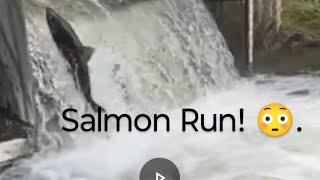 Salmon Run at Bowmanville🫢 salmonrun nature fishing livestream [upl. by Ellirpa]